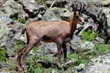 Chamois - Rupicapra rupicapra