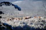 Puy-Saint-Vincent - Avril 2008 - Fracheur et toujours de la neige