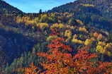 Vallouise - Octobre 2008 - Couleurs d'automne