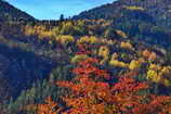 Vallouise - Octobre 2008 - Couleurs d'automne