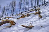 Pelvoux - Avalanches du Freyssinet - Mars 2006