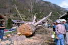 Vallouise - Abattage du peuplier - 2 mai 2006