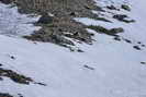 Valle Argentera - Observation du loup sur les pentes de la Punta Rognosa (Italie)