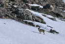 Valle Argentera - Observation du loup sur les pentes de la Punta Rognosa (Italie)