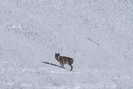 Valle Argentera - Observation du loup sur les pentes de la Punta Rognosa (Italie)