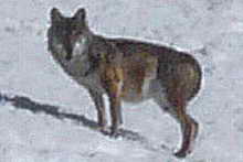 Observation d'un loup dur les pentes de la Punta Rognosa, Valle Argentera (Italie)