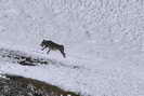Valle Argentera - Observation du loup sur les pentes de la Punta Rognosa (Italie)