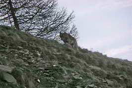 Saint-Vran - Observation d'un loup au printemps 2007
