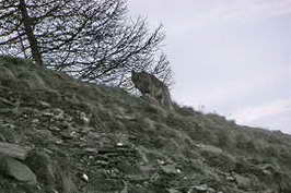 Saint-Véran - Observation d'un loup au printemps 2007