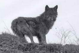 Saint-Véran - Observation d'un loup au printemps 2007