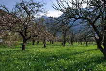 Vallouise - Pommiers en fleurs et parterre de narcisses