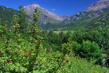 Vallouise - Verdure