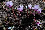 Vallouise - Cyclamens du jardin