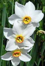 Vallon de Chambran - Narcisse des potes