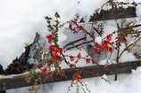 Vallouise - Chutes de neige des 10 et 11 avril 2012