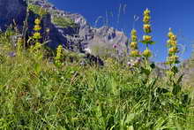 L'Argentière- Vallon du Fournel