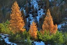 Automne en Vallouise - Flamboyants mélèzes et verts pins