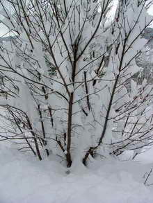 Vallouise - Forte chute de neige le 14 décembre 2012
