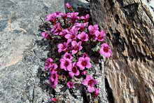 Saxifrage à feuilles opposées