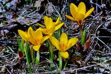 Vallouise - Premiers crocus à Puy Aillaud