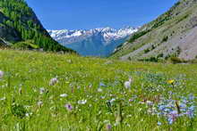 Pelvoux - Vallon de Chambran