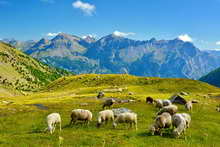 Puy-Saint-Vincent - Combe de Narreyroux - Massif de Montbrison