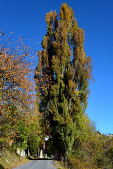 Vallouise - Puy Aillaud