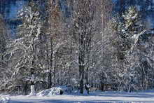 Vallouise - Arbres de neige