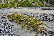 Pré de Madame Carle - Torrent de Saint-Pierre en débordement