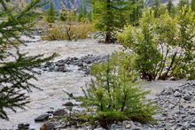 Pré de Madame Carle - Torrent de Saint-Pierre en débordement