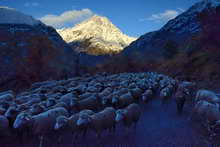 La Vallouise - Descente des moutons