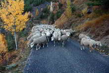 La Vallouise - Descente des moutons