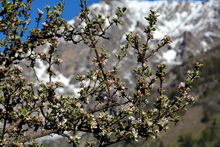 Vallouise - Floraison des pommiers