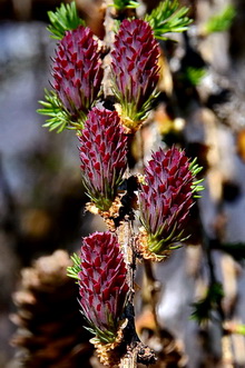 Fleurs de mélèze