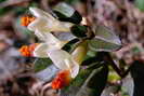 Pelvoux - Les fleurs pointent le bout de la feuille à l'adret