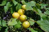 Afatous ou Prunes de Briançon - Fruits de l'Afatoulier ou Marmottier - Prunus brigantina - Rosacées